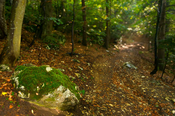Magical spring morning in a beech forest, the sun rays pass through the tree branches and through the fog and create a fairytale light over the mountain path through the forest. Nature revival concept