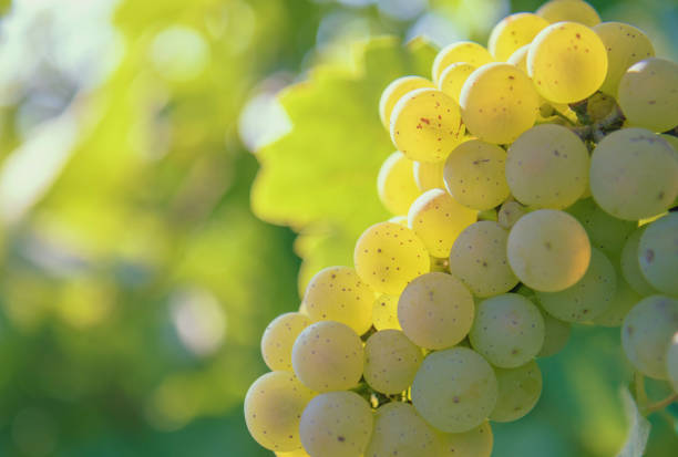 istock Bunch of white grapes 1459960667