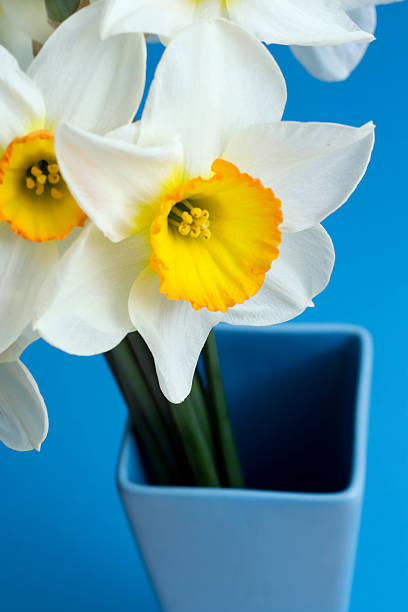 Narcissus. stock photo