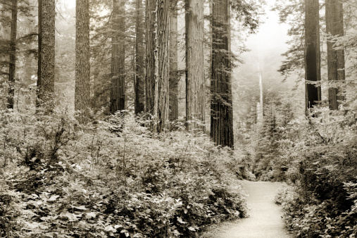 Relict sequoia trees in Redwood National park, northern California