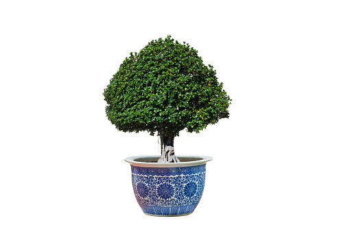 Canopy Banyan bonsai tree (Ficus annulata) growing in ceramic potted plant on isolated white background with clipping path