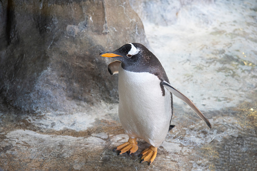 yellow-billed penguin at the zoo