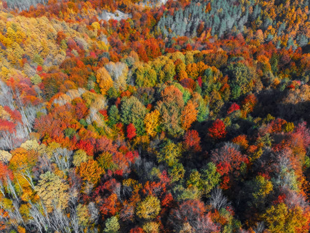 istock Amazing autumn landscape in Balkan Mountains 1459963744