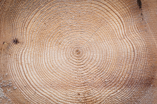 Close up texture shot of the annual rings of a tree. The tree has been cut open.