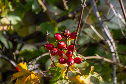 Berries on a shrub branch on an autumnal day