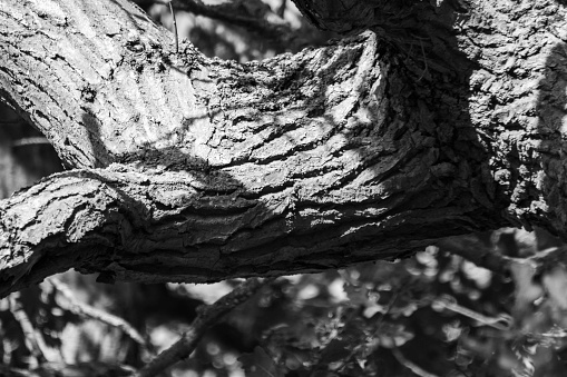 A black and white tree branch, with the greyscale image highlighting the detail within the tree bark as the branch pulls away from the main trunk. Taken in Norfolk, UK on a November day.