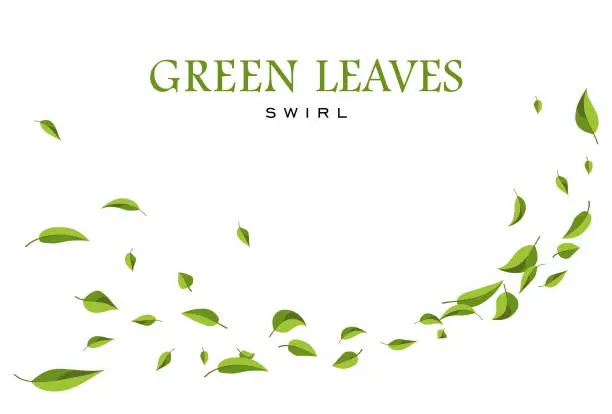 Vector illustration of Green leaves are flying or falling off. Whirlwind or Swirl of green fresh tea leaves isolated on white. Flodal background.