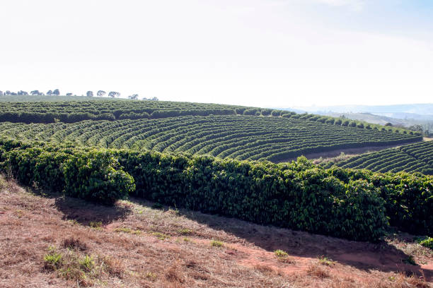 istock Farm coffee plantation in Brazil 1459965440