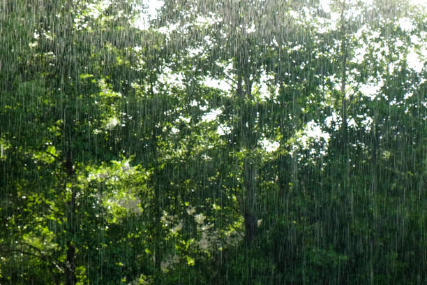 istock Heavy Rain. Summer Rain on Green Tree, Grass Background. CloseUp. Raining Day in Forest. Rainy weather. Tropical Downpour. Abstract Natural Backdrop. Extreme Weather Condition. Hail and Rain. Sunlight 1459965695