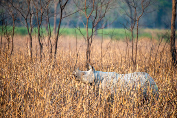 インドのカジランガ国立公園で採餌するインドサイ(rhinoceros unicornis) - nach ストックフォトと画像