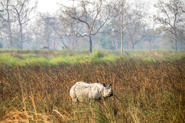 インドのカジランガ国立公園で採餌するインドサイ(rhinoceros unicornis) - nach ストックフォトと画像