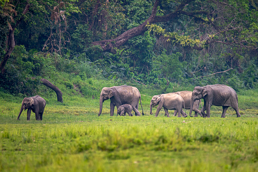 Eine Indische Elefantengruppe (Elephas maximus indicus) (Indian elephant) wandert durch den Kaziranga-Nationalpark in Assam, Indien, Nordostindien, Asien