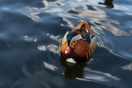 An attractive mandarin duck with a red beak and bright feathers floats on the water. The concept of sexual dimorphism and coloration in animals