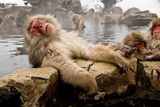 Snow Monkeys: old and tired Snow monkeys (Japanese macaque) relaxing in a hot spring pool (onsen)at the Jigokudani-koen in Nagano Japan. Shot in early March. macaque stock pictures, royalty-free photos & images