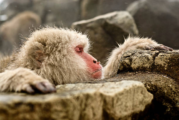 Snow Monkeys: chin on rock stock photo