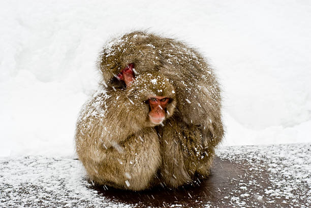 Snow Monkey: cold stock photo