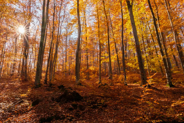 istock Autumn beech forest with sun rays among yellow leaves. Golden bright mystical mysterious landscape with fabulous trees. A journey through the forest. Beauty of nature. Natural background for design 1459967652