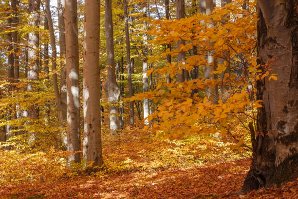 istock Autumn beech forest with sun rays among yellow leaves. Golden bright mystical mysterious landscape with fabulous trees. A journey through the forest. Beauty of nature. Natural background for design 1459967653