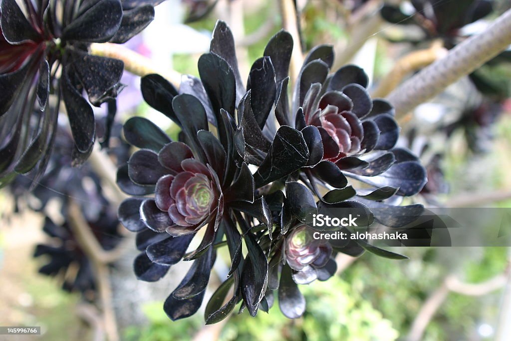 Belle fleur noir succulents fleurs - Photo de Arbre en fleurs libre de droits