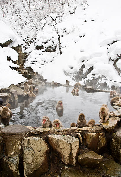 Snow Monkey: entire pool stock photo