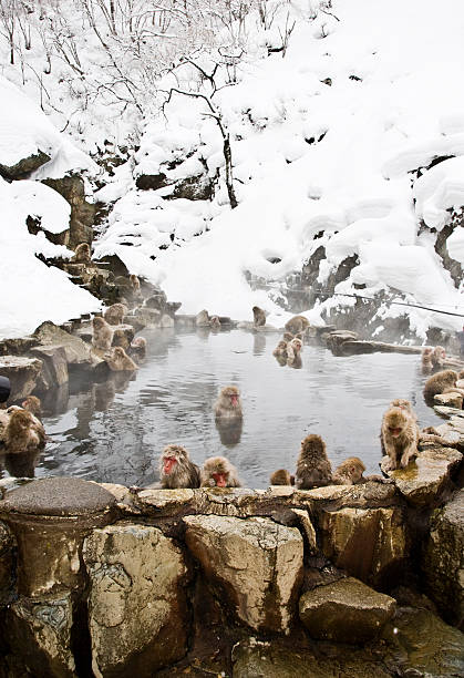 macaco de neve: conjunto piscina - jigokudani imagens e fotografias de stock