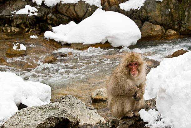 Snow Monkey: next to stream stock photo