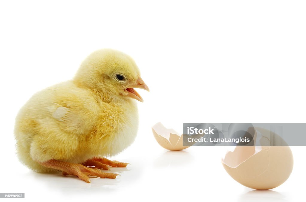 chick e capas - Royalty-free Amarelo Foto de stock