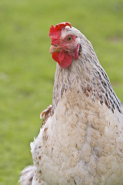 istock Shot of a rooster 145996932