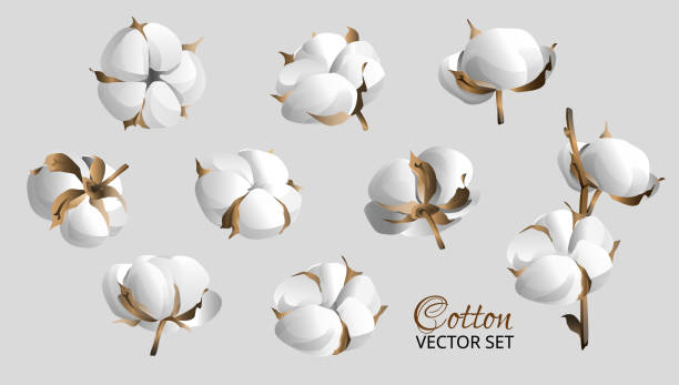 Cotton flower and ball set. Design elements for wallpapers, backgrounds, textile, postcards. Cotton flower and ball set. Design elements for wallpapers, backgrounds, textile, postcards. Vector illustration. cotton cotton ball fiber white stock illustrations