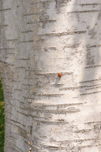 istock nature tree trunk birch white bark close up red ladybug sunny day forest 1459970129