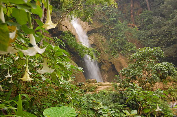 Orchids at cascada Tropical - foto de stock