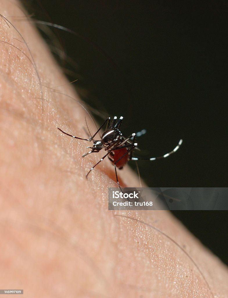 aedes mosquito Aedes mosquito or dangue fever mosquito or yellow fever mosquito Aedes Aegypti Stock Photo