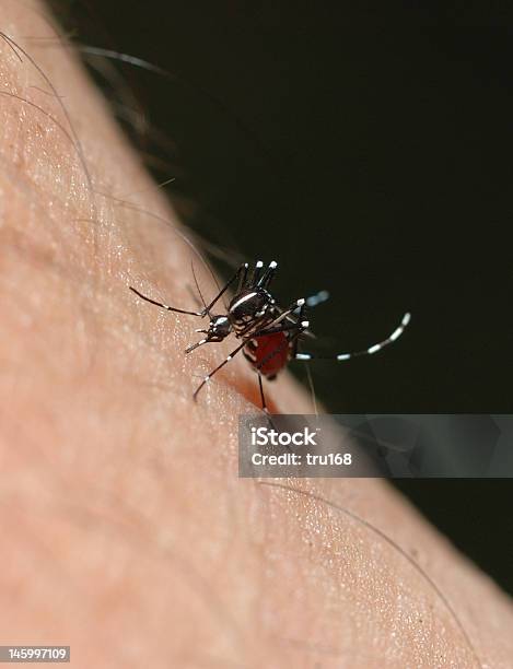 Aedes Mosquito Stock Photo - Download Image Now - Aedes Aegypti, Aedes Mosquito, Fever