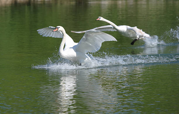 istock two swans landing gon water, splashdown 145997186