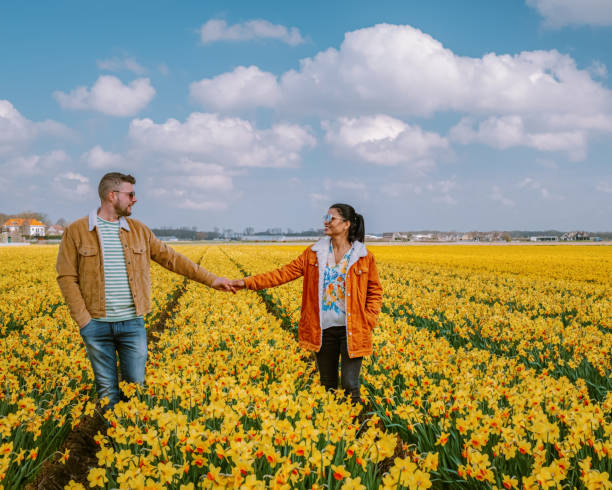 yellow flower field, couple walking in yellow flower bed yellow daffodil flowers during Spring stock photo
