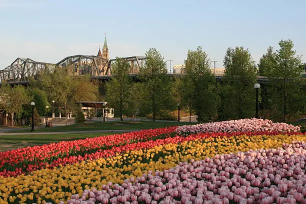 Photo of Alexandra Bridge and Peace Tower in the Canadian Tulip Festival