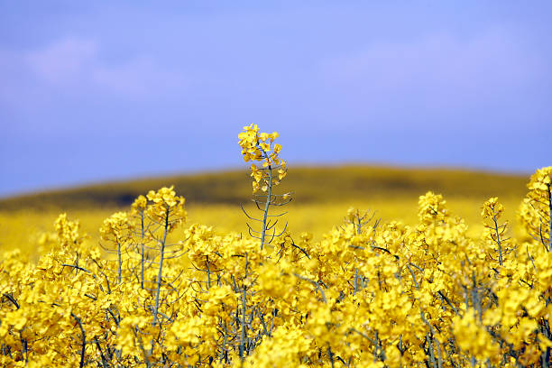 istock yellow field with oil seed rape in early spring 145997656