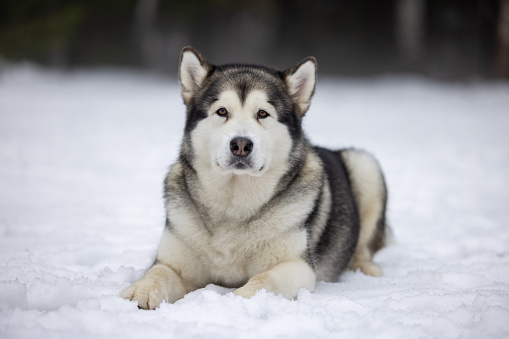 Malamute Dog Is Lying on Snowy Ground in Winter. Outdoor Portrait Photo Shoot.