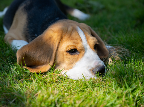 Close up of cute beagle puppy lying down on grass