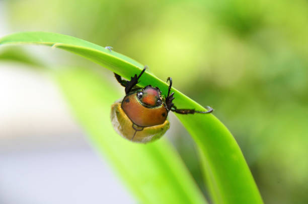 A beautiful and friendly beetle Pelidnota punctata clinging to a leaf hiding from the rain