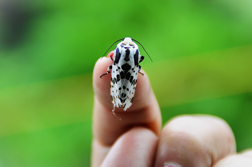 The beautiful Hypercompe scribonia moth of white color with black