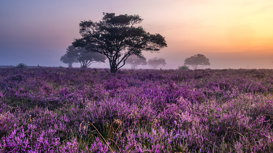 Blooming heather field in the Netherlands near Hilversum Veluwe Zuiderheide during sunrise