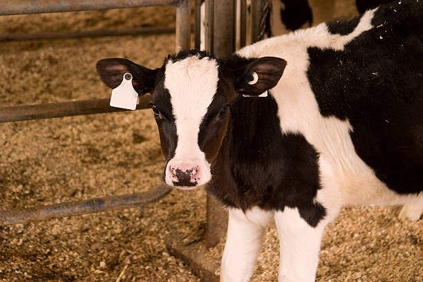 Holstein Calf Calf in the barn. Focus on ears and upper head. Limited depth of feild cattle pen stock pictures, royalty-free photos & images