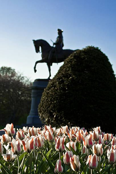 istock George Washington and tulips 145997766