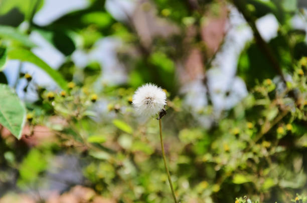 On a sunny day the plant Taraxacum officinale and its seeds in the backyard