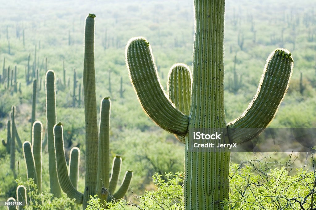 Bereich der Cactus - Lizenzfrei Arizona Stock-Foto