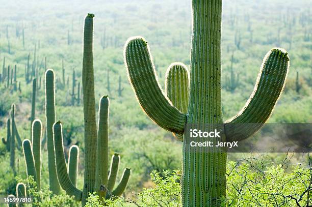 Photo libre de droit de Champ De Cactus banque d'images et plus d'images libres de droit de Arizona - Arizona, Cactus, Capitule