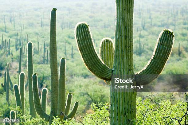 필드 캐터스 애리조나에 대한 스톡 사진 및 기타 이미지 - 애리조나, 꽃-꽃의 구조, 사막