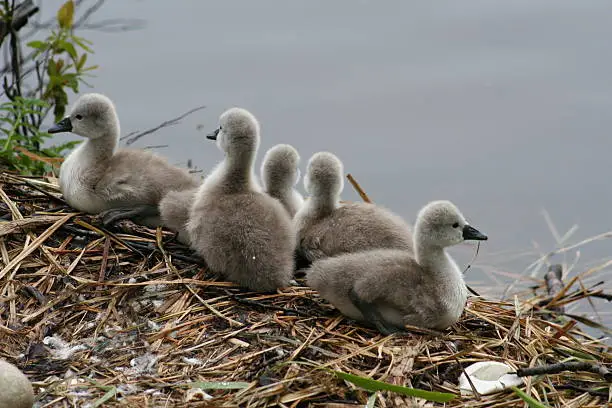baby,swan,five,newborn,nest