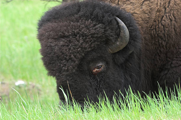 american bison, stock photo